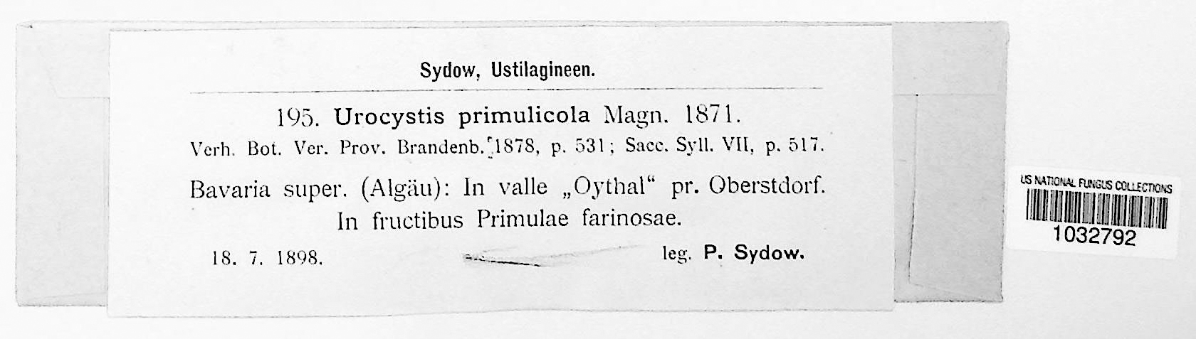 Urocystis primulae
